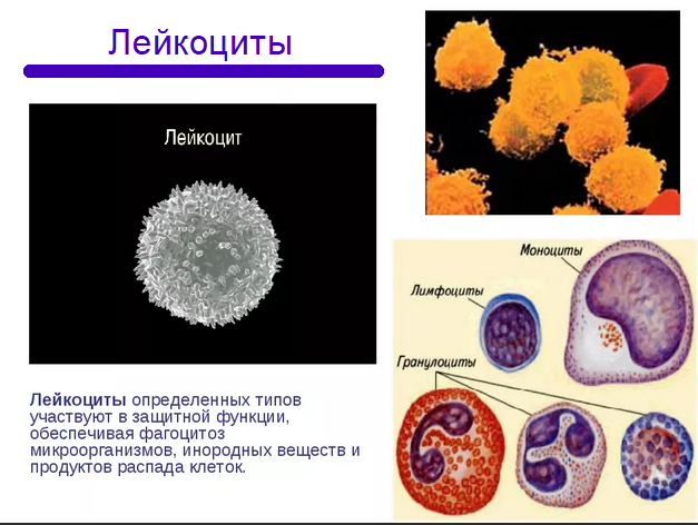 Лейкоциты классификация лейкоцитов