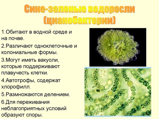 Синезелёные водоросли