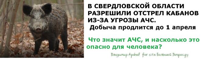 Что значит АЧС, и насколько это опасно для человека? африканская чума свиней