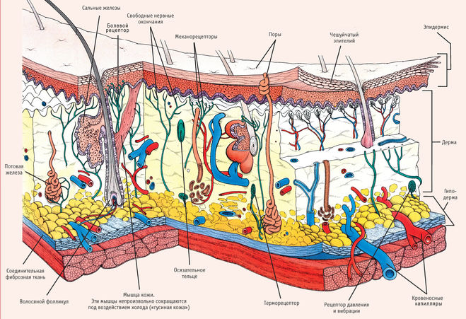 строение кожи