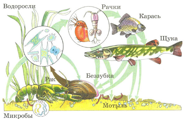 схему круговорота веществ в сообществе водоема