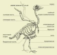 текст при наведении