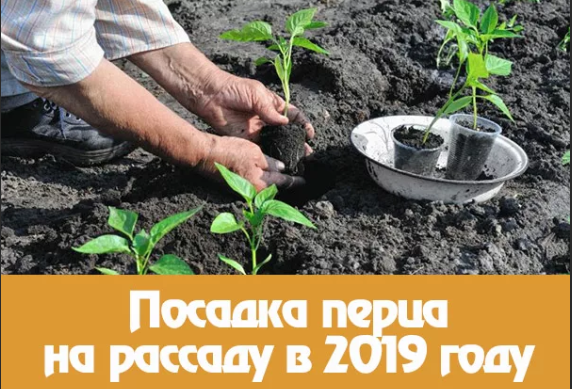 когда сажать перец на рассаду в 2019