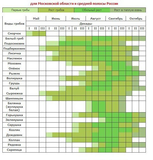 таблица сбора грибов Московская область и средняя полоса России