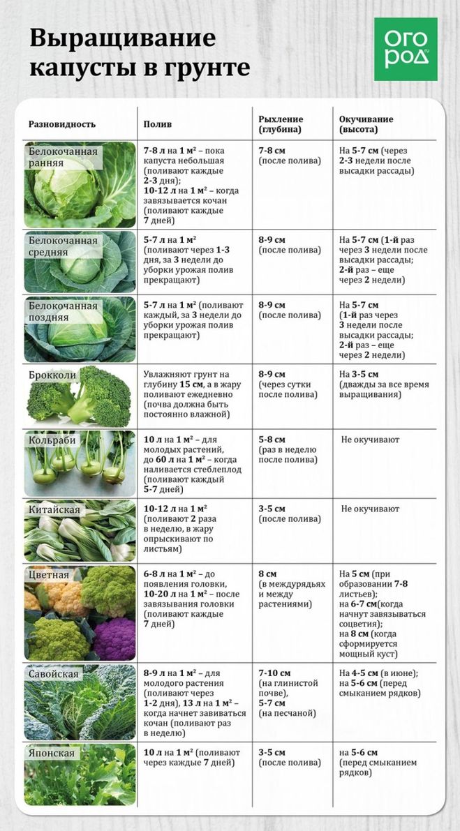 Как вырастить капусту в дождливое и холодное лето