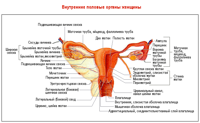 текст при наведении