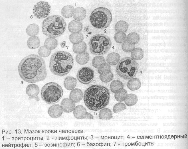 текст при наведении