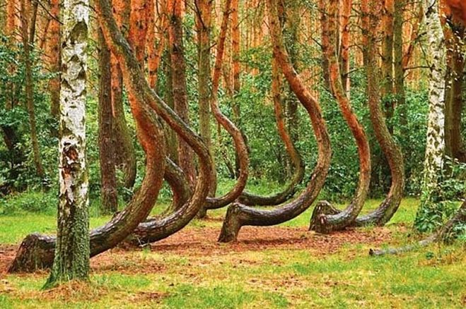 пьяный лес