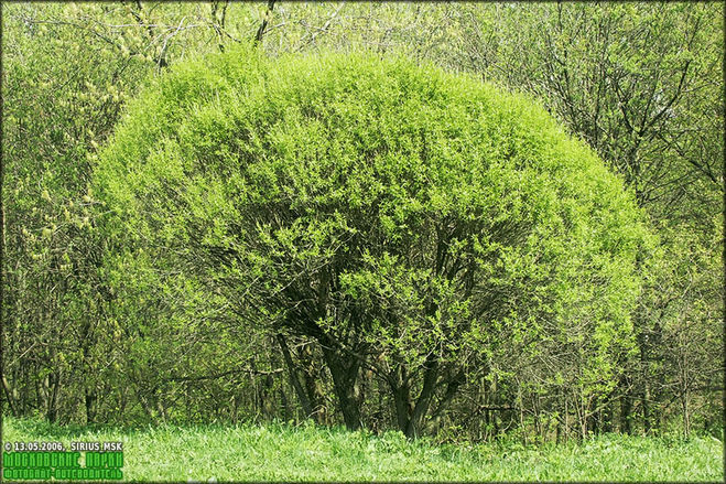 ракита ива ломкая