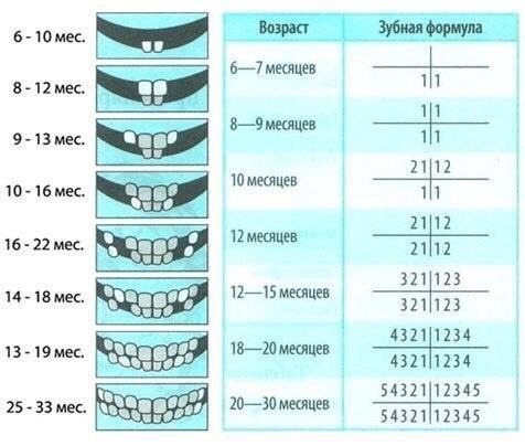 В каком возрасте прорезываются зубы ребенка, последовательность?