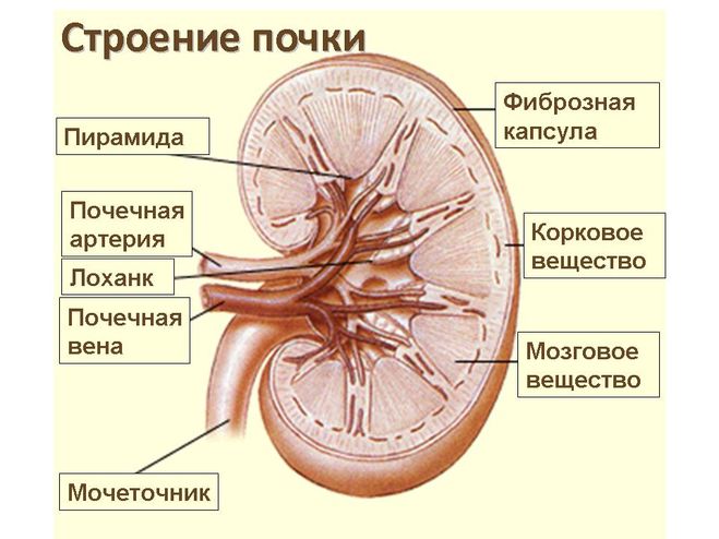 текст при наведении