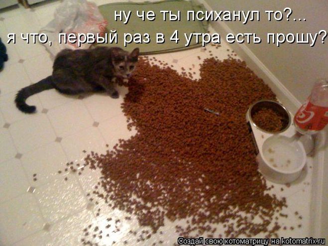 котоматрица