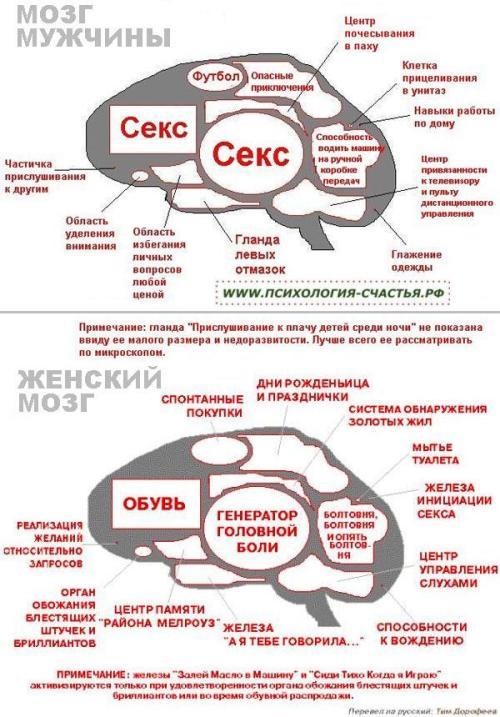 Отличие мозга мужчины и женщины (шутка)