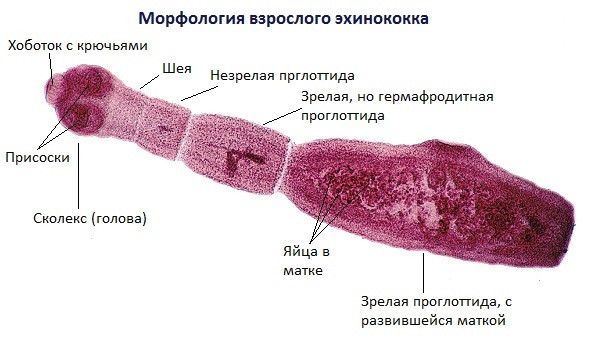 Строение эхинококка