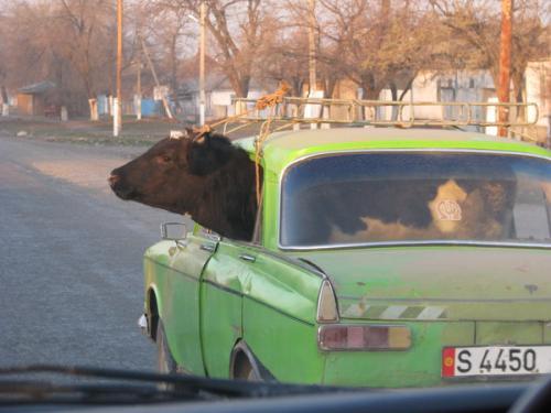 текст при наведении