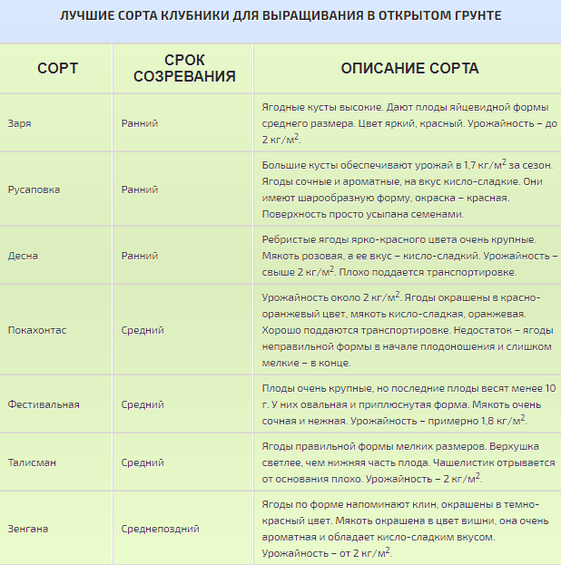 ранние, средние, поздние сорта клубники для посадки в грунт