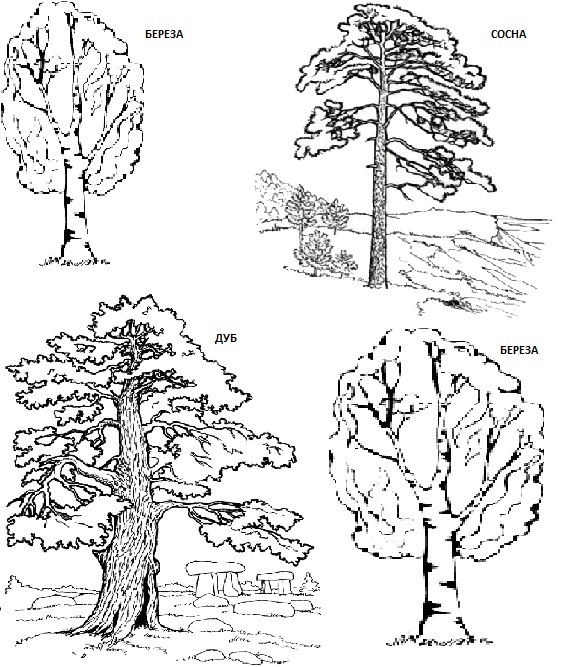 смешанный лист - сосна береза дуб