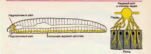 Как эволюционирует нервная система от примитивных животных к высшим?