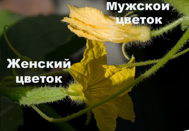 цветы огурца