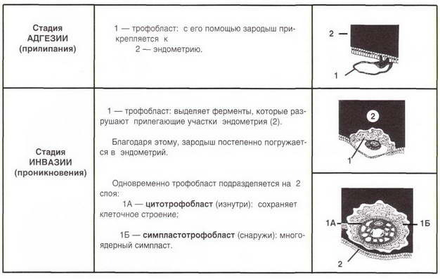 текст при наведении