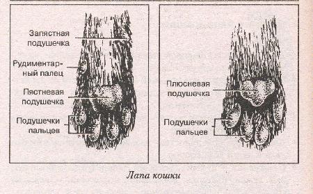 текст при наведении