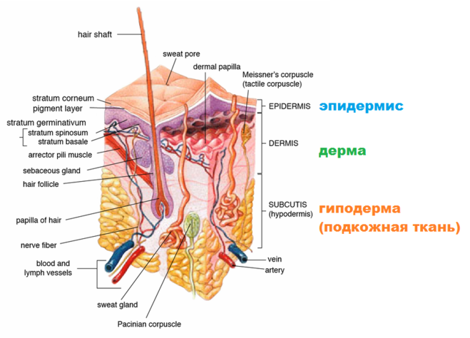 схема кожи