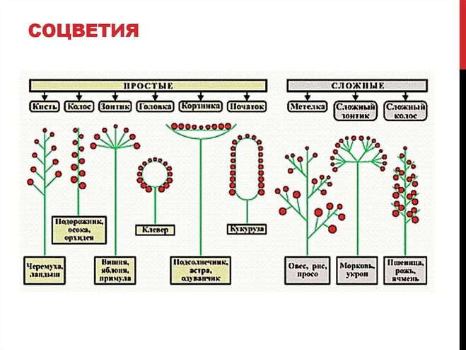 соцветия