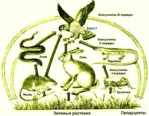 схема цепи питания степной зоны