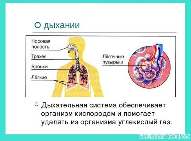 доклад дыхание и кровообращение