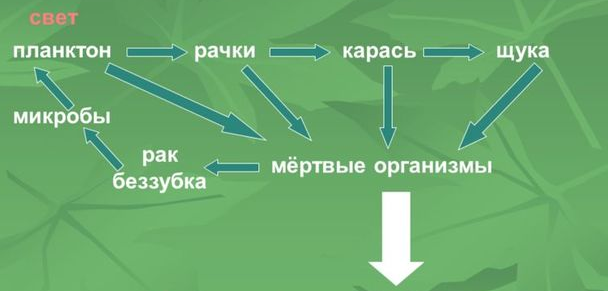 круговорот веществ в водоеме