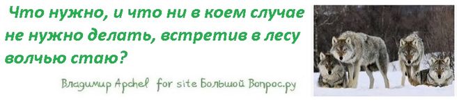 что нужно делать встретив в лесу волчью стаю, как вести себя при встрече с волком