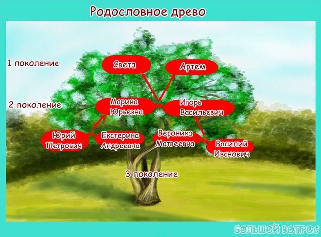 проект родословная