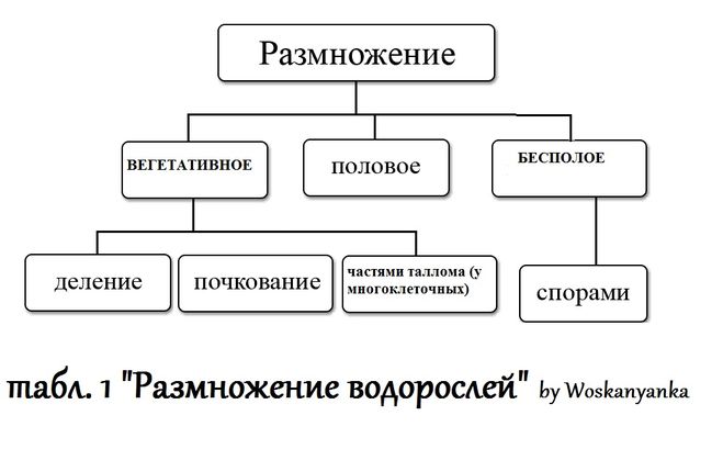 размножение водорослей