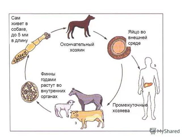 Эхинококк паразит человека как вывести?