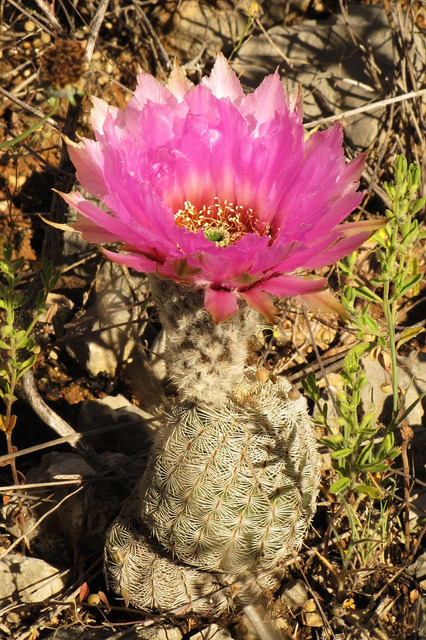 текст при наведении - Фото кактуса Эхиноцереус Рейхенбаха - Echinocereus reichenbachii