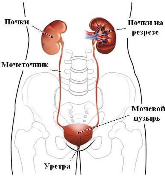 текст при наведении