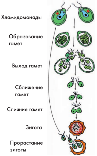 размножение хламидомонады