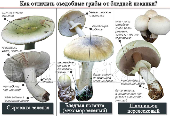 бледная поганка и шампиньоны сходства и различия