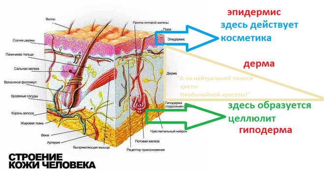 строение кожи