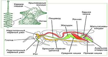 Как эволюционирует нервная система от примитивных животных к высшим?