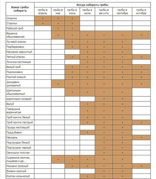 когда собирать грибы таблица