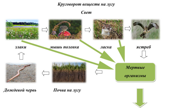 схема круговорота веществ на лугу