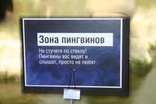 зона пингвинов