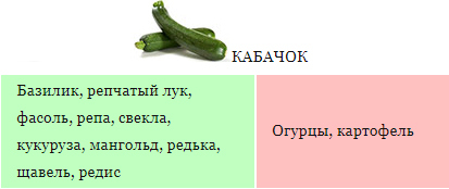 Можно ли сажать кабачки рядом с помидорами? Почему?