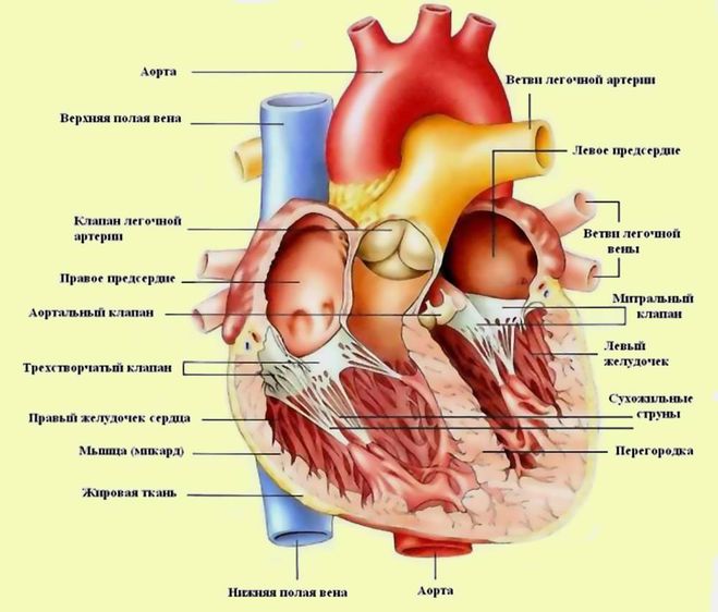 текст при наведении