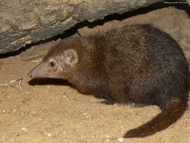 Длинноносая кузиманза или длинноносый кузиманзе (лат. Crossarchus obscurus)