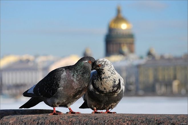 текст при наведении