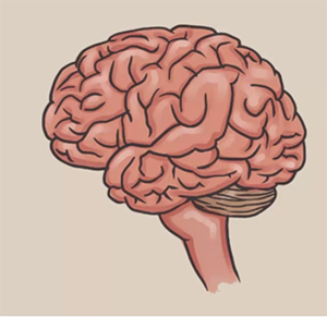 рисунок с головным мозгом человека поэтапно
