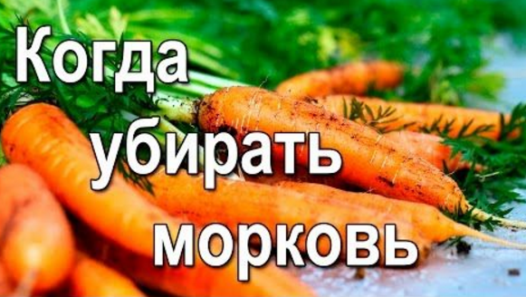 когда убирать морковь в 2016 году