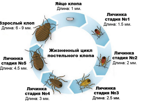 как выглядит клоп